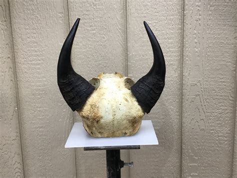 African Dwarf Forest Buffalo Horns - Etsy