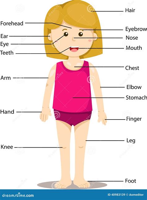 Body Parts Diagram - robot + body parts - Labelled diagram | bloodyxhearts