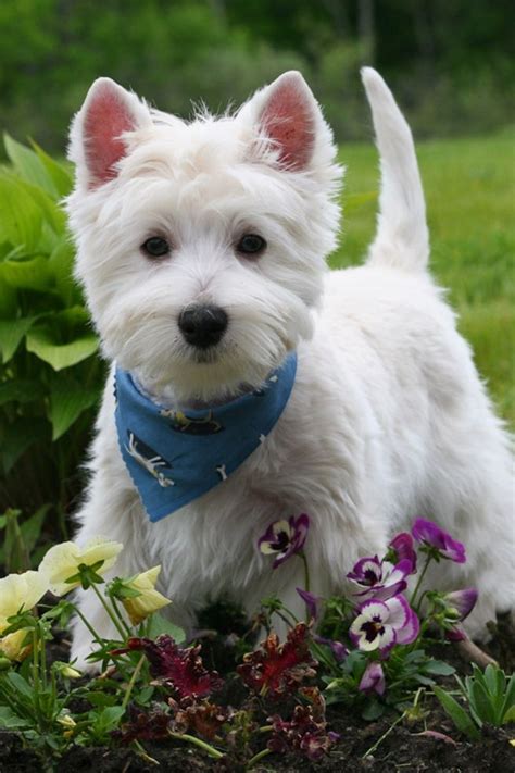 5 Most Hidden Facts About Westie Puppies ... [Exclusive] | Westie ...