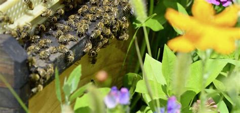 A Simple Sugar Water Recipe to Keep Bees Healthy | BeehiveHero