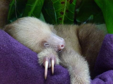 611 Baby Sloth Stock Photos - Free & Royalty-Free Stock Photos from ...