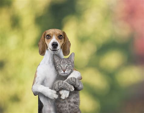 Why do dogs and cats hate each other? Why do they not get along ...