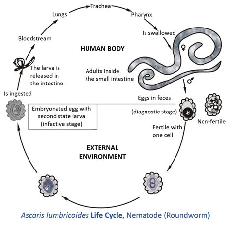 Ascaris Lumbricoides worm encountered in the stomach - Endoscopy Campus