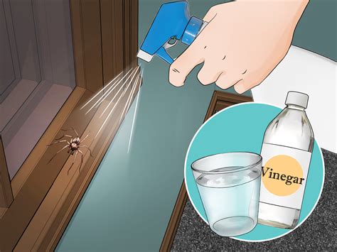 How To Keep Spiders Out Of Your House : 21 Home Remedies For Spiders