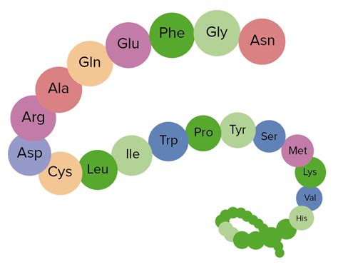 Proteínas y Péptidos | Concise Medical Knowledge