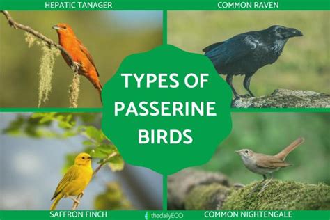 What Are Passerine Birds? - Definition and Types With Photos