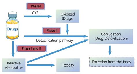 IJMS | Free Full-Text | Cytochrome P450 Enzymes and Drug Metabolism in ...