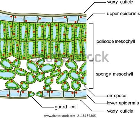 Cross Section Of Leaf: Over 4,330 Royalty-Free Licensable Stock Vectors ...