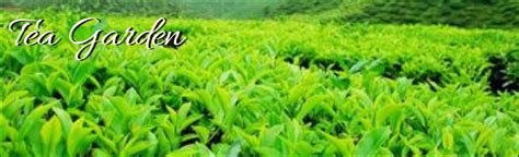 Darjeeling Tea Gardens | Holiday Guide Tours