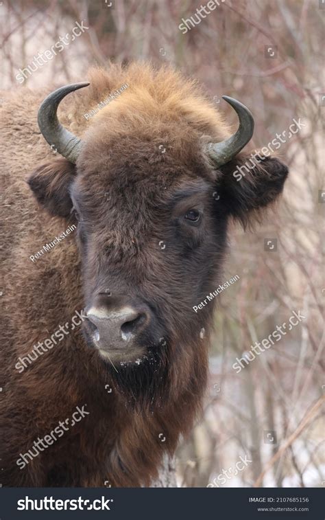 4,794 European Wood Bison Images, Stock Photos & Vectors | Shutterstock