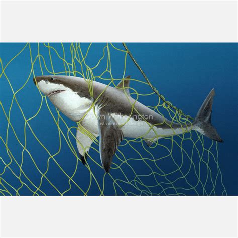 Threats to the great white shark – drawnbydawn