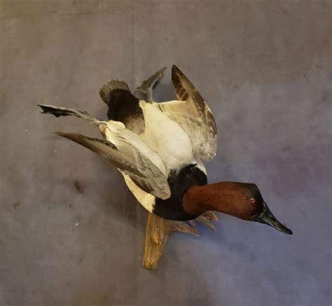 Canvasback Duck Mounts | Canvasback Drake Mounts | Duck Taxidermy