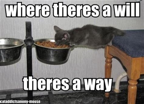 cat eating food, funny pictures - Dump A Day