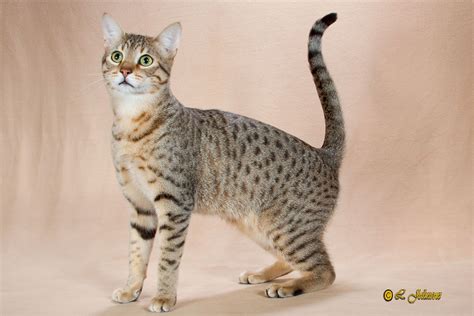 Egyptian Maus Cat are a small- to medium-sized short-haired cat breed ...