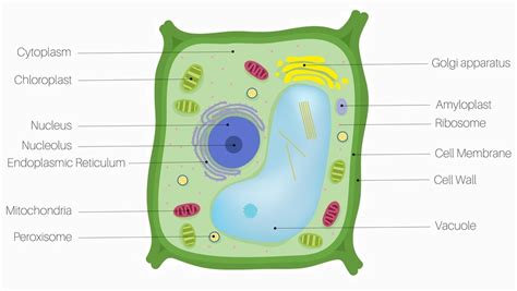 [DIAGRAM] Fungi Cell Diagram - MYDIAGRAM.ONLINE