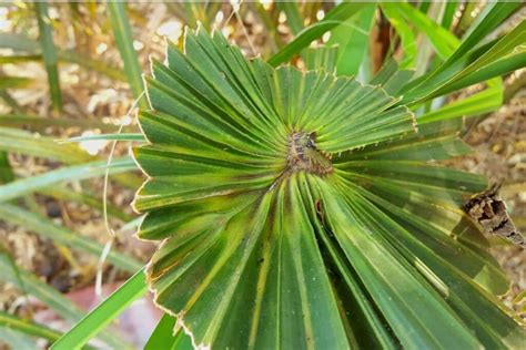 How To Grow and Care for Dwarf Palmetto (Sabal minor) | Florgeous