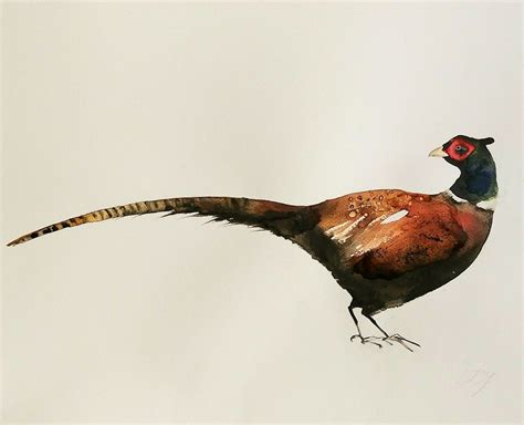 k. jokel #art #watercolor #ink #illustration #pheasant #bird ...