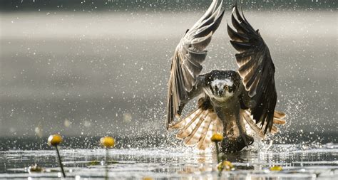 Lake District Natural Wonders | Visit Allerdale