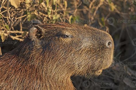 Head Details of a Capybara 20933708 Stock Photo at Vecteezy