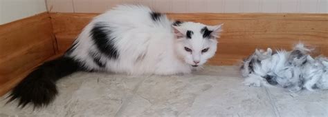 Cat Grooming - Natural Feline Friend - Fort Wayne, IN