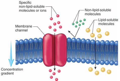 What Is Selective Permeability - slidesharetrick