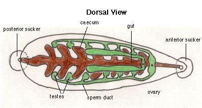 Diagram of Leech | Anatomy, Leech, Psychology department