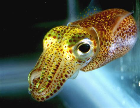 Squids - Awesome animals