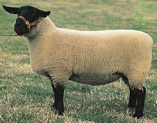 Suffolk | breed of sheep | Britannica.com