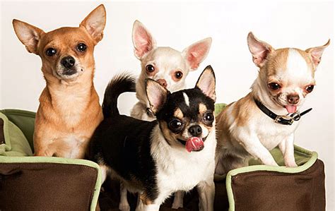 colors and markings of the chihuahua breed according to akc standards ...