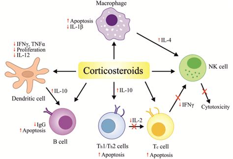 Mechanism of action of corticosteroids. Corticosteroids diffuse across ...