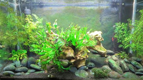 How to Control Aquarium Algae