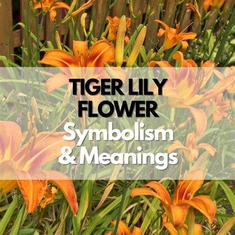 Tiger Lily Flower: Symbolism, Meanings, and History - Symbol Genie