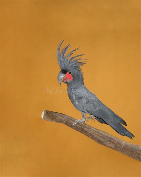 Parrot stock image. Image of animal, cockatoo, colours - 1644429