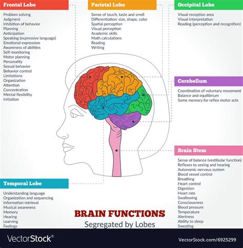 Product | Brain anatomy, Human brain anatomy, Brain anatomy and function