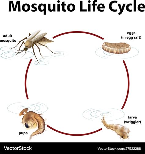 Diagram Showing Life Cycle Mosquito Royalty Free Vector | sexiezpix Web ...