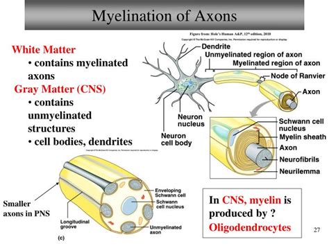 A Sketch Of Nerve Cell With A Myelinated Axon B Signal