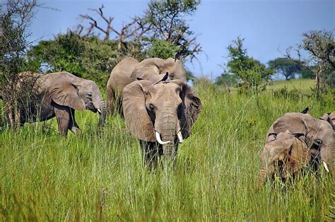 What Are The Characteristics Of A Tropical Savanna Type Of Climate ...