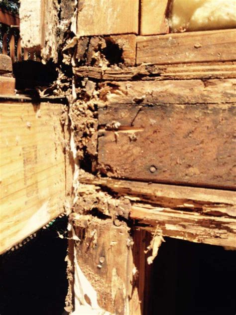 Drywood Termite Damage - Foothill Sierra Pest Control