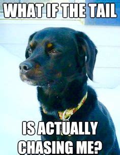 "What if the tail is actually chasing me?" Funny Dog Memes, Funny ...