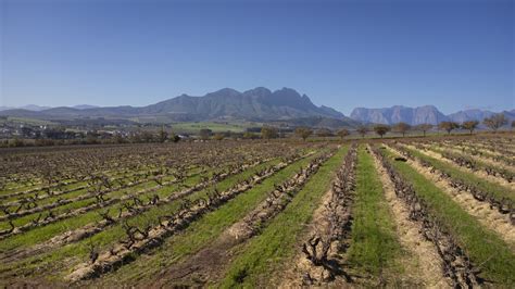 The Elegance of Age: Tasting South Africa's Oldest Vines : Vinography