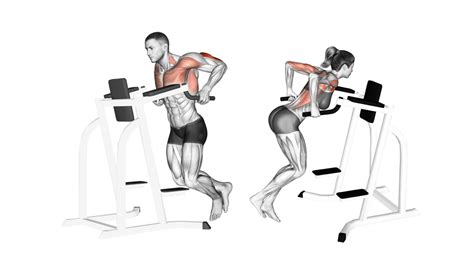 Dips (Chest and Triceps): Benefits, Muscles Worked, and More - Inspire US