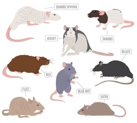 Pet Rat Breed & Varieties: Types of Pet Rats (Pictures) | Домашние ...