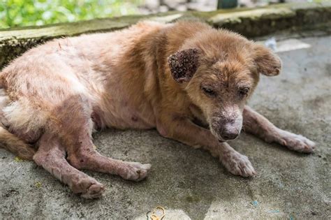 Thai Dog Skin Disease Sarcoptic Mange Stock Photo Download Image Now ...