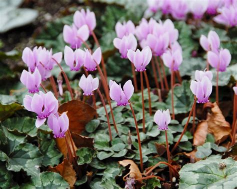 Cyclamen hederifolium bulbs/tubers — Buy 'Sowbread' online at Farmer ...