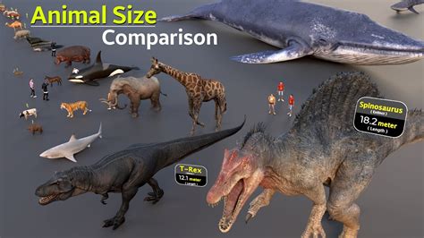 World's Different Animals Size Comparison | Insect Size | Extinct ...