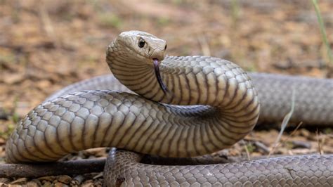 25 Types of Venomous Snakes Found in Australia – Nature Blog Network