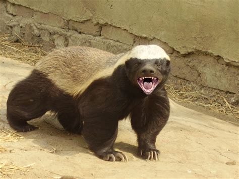 Wolverine, honey badger or Tasmanian devil? - Millarworld