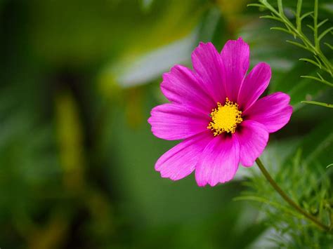 HD wallpaper: ireland, bunratty, castle gardens, plant, yellow, flower ...