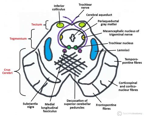 Rostral Midbrain Cross Section