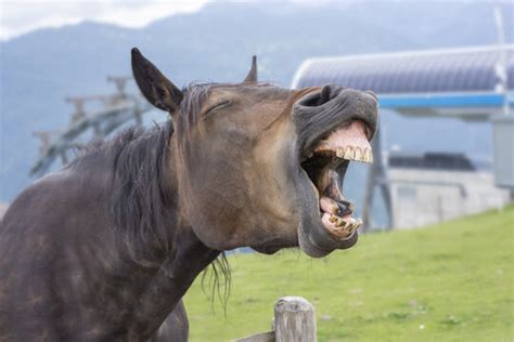 Funny Horse Faces